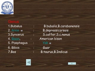 08/31/10 Genus 1.Bubalus  :  B.bubalis,B.carabanensis 2.  Anoa   :  B.depressicorsais 3.Syncerus  :  S.caffer,S.c.nanus 4.  Bison .   :  American bison 5. Poephagus   :  Yak 6. Bibos  :  Guar 7.Bos  :  B.taurus,B.Indicus 