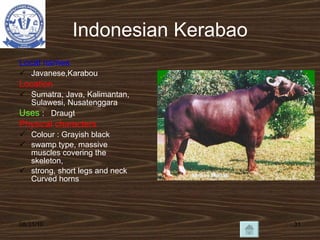 Indonesian Kerabao Local names Javanese,Karabou Location Sumatra, Java, Kalimantan, Sulawesi, Nusatenggara Uses  :  Draugt Physical characters Colour : Grayish black  swamp type, massive muscles covering the skeleton,  strong, short legs and neck Curved horns 08/31/10 