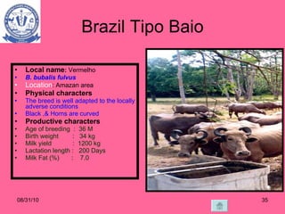 Brazil Tipo Baio Local name :  Vermelho B. bubalis fulvus   Location : Amazan area Physical characters The breed is well adapted to the locally adverse conditions Black ,& Horns are curved Productive characters Age of breeding  :  36 M Birth weight  :  34 kg Milk yield  :  1200 kg Lactation length :  200 Days Milk Fat (%)  :  7.0  08/31/10 