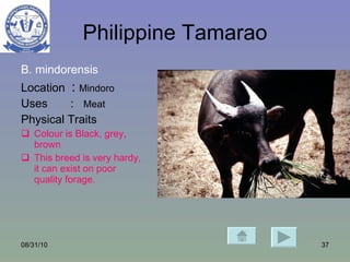 Philippine Tamarao B. mindorensis   Location  :  Mindoro   Uses  :  Meat Physical Traits Colour is Black, grey, brown  This breed is very hardy, it can exist on poor quality forage. 08/31/10 