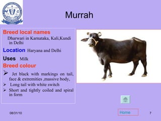 Murrah  Breed local names   Dharwari in Karnataka, Kali,Kundi in Delhi Location   Haryana and Delhi Uses   Milk  Breed colour Jet black with markings on tail, face & extremities ,massive body, Long tail with white switch Short and tightly coiled and spiral in form  08/31/10 . t Uses Home 