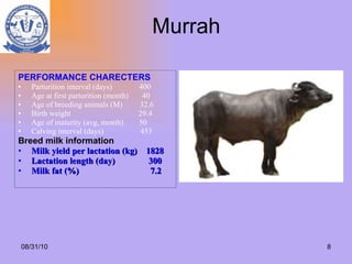 Murrah PERFORMANCE CHARECTERS Parturition interval (days)  400 Age at first parturition (month)  40 Age of breeding animals (M)  32.6 Birth weight  29.4 Age of maturity (avg, month)  50 Calving interval (days)  453 Breed milk information Milk yield per lactation (kg)  1828 Lactation length (day)  300 Milk fat (%)  7.2 08/31/10 