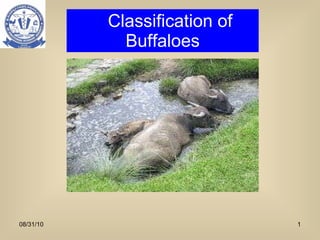 Classification of Buffaloes 08/31/10 