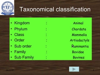 Taxonomical classification <ul><li>Kingdom  :  Animal </li></ul><ul><li>Phylum  :  Chordata </li></ul><ul><li>Class  :  Ma...