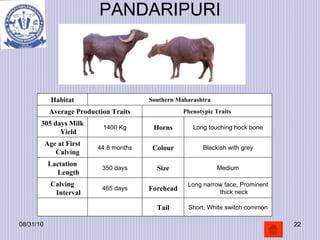 PANDARIPURI 08/31/10 Habitat Southern Maharashtra Average Production Traits Phenotypic Traits 305 days Milk Yield 1400 Kg ...