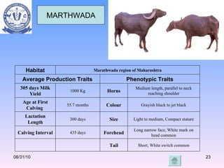 08/31/10 MARTHWADA Habitat Marathwada region of Maharashtra Average Production Traits Phenotypic Traits 305 days Milk Yiel...