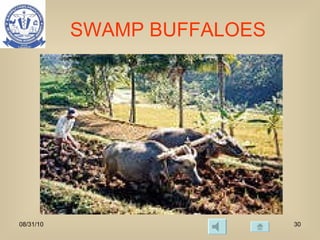 SWAMP BUFFALOES 08/31/10 