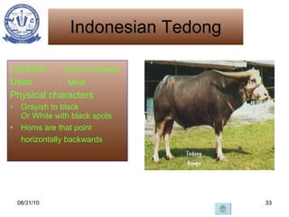 Indonesian Tedong <ul><li>Location  :  South Sulawesi  </li></ul><ul><li>Uses  :  Meat </li></ul><ul><li>Physical characte...