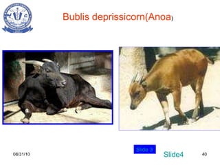 08/31/10 Bublis deprissicorn(Anoa ) Slide 3 Slide4 