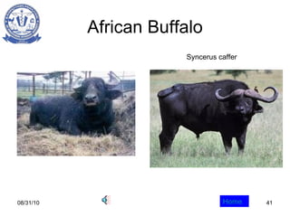 African Buffalo 08/31/10 Home Syncerus caffer 