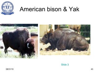 American bison & Yak 08/31/10 Slide 3 