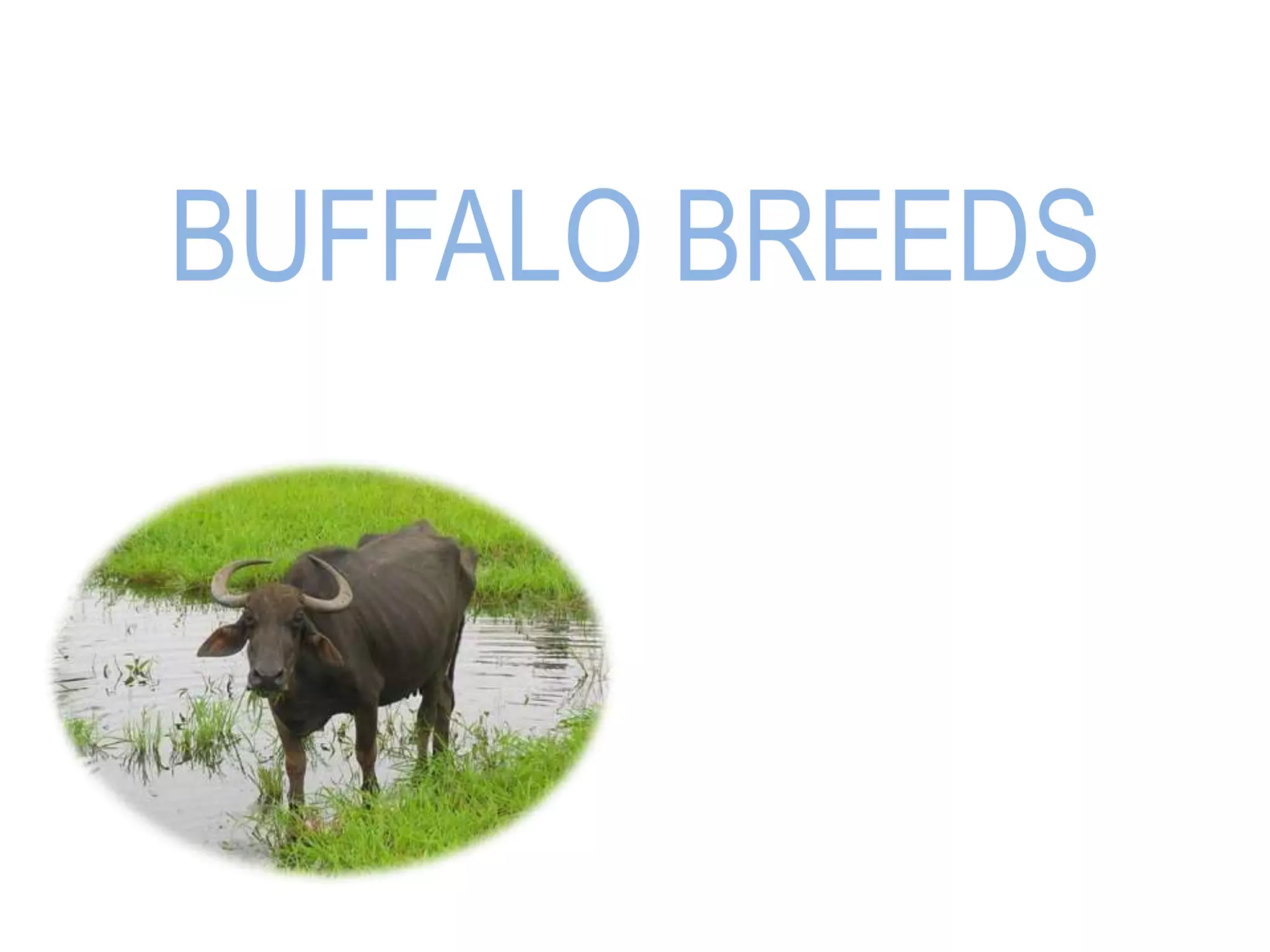 Buffalo breeds | PPTX