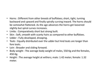 Buffalo breeds | PPTX