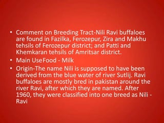 • Comment on Breeding Tract-Nili Ravi buffaloes
are found in Fazilka, Ferozepur, Zira and Makhu
tehsils of Ferozepur district; and Patti and
Khemkaran tehsils of Amritsar district.
• Main UseFood - Milk
• Origin-The name Nili is supposed to have been
derived from the blue water of river Sutlij. Ravi
buffaloes are mostly bred in pakistan around the
river Ravi, after which they are named. After
1960, they were classified into one breed as Nili -
Ravi
 