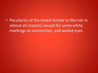 • Peculiarity of the breed-Similar to Murrah in
almost all respects except for some white
markings on extremities, and walled eyes.
 