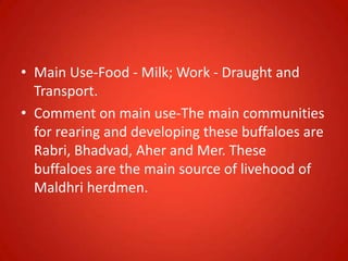 • Main Use-Food - Milk; Work - Draught and
Transport.
• Comment on main use-The main communities
for rearing and developing these buffaloes are
Rabri, Bhadvad, Aher and Mer. These
buffaloes are the main source of livehood of
Maldhri herdmen.
 