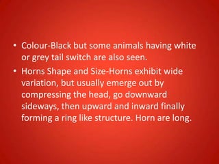 • Colour-Black but some animals having white
or grey tail switch are also seen.
• Horns Shape and Size-Horns exhibit wide
variation, but usually emerge out by
compressing the head, go downward
sideways, then upward and inward finally
forming a ring like structure. Horn are long.
 