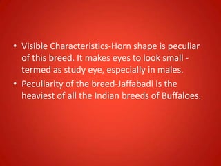• Visible Characteristics-Horn shape is peculiar
of this breed. It makes eyes to look small -
termed as study eye, especially in males.
• Peculiarity of the breed-Jaffabadi is the
heaviest of all the Indian breeds of Buffaloes.
 