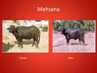 Mehsana
Female Male
 