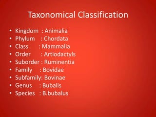 Taxonomical Classification
• Kingdom : Animalia
• Phylum : Chordata
• Class : Mammalia
• Order : Artiodactyls
• Suborder : Ruminentia
• Family : Bovidae
• Subfamily: Bovinae
• Genus : Bubalis
• Species : B.bubalus
 