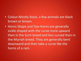 • Colour-Mostly black, a few animals are black
brown or brown.
• Horns Shape and Size-Horns are generally
sickle shaped with the curve more upward
then in the Surti breed and less curved then in
the Murrah breed. They are generally bent
downward and then take a curve like the
horns of a ram.
 