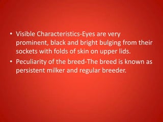 • Visible Characteristics-Eyes are very
prominent, black and bright bulging from their
sockets with folds of skin on upper lids.
• Peculiarity of the breed-The breed is known as
persistent milker and regular breeder.
 