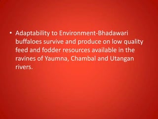 • Adaptability to Environment-Bhadawari
buffaloes survive and produce on low quality
feed and fodder resources available in the
ravines of Yaumna, Chambal and Utangan
rivers.
 