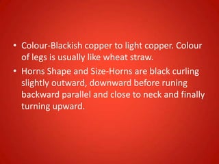 • Colour-Blackish copper to light copper. Colour
of legs is usually like wheat straw.
• Horns Shape and Size-Horns are black curling
slightly outward, downward before runing
backward parallel and close to neck and finally
turning upward.
 