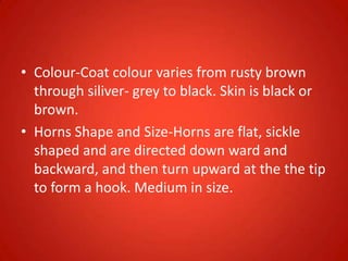 • Colour-Coat colour varies from rusty brown
through siliver- grey to black. Skin is black or
brown.
• Horns Shape and Size-Horns are flat, sickle
shaped and are directed down ward and
backward, and then turn upward at the the tip
to form a hook. Medium in size.
 