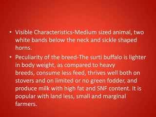 • Visible Characteristics-Medium sized animal, two
white bands below the neck and sickle shaped
horns.
• Peculiarity of the breed-The surti buffalo is lighter
in body weight, as compared to heavy
breeds, consume less feed, thrives well both on
stovers and on limited or no green fodder, and
produce milk with high fat and SNF content. It is
popular with land less, small and marginal
farmers.
 