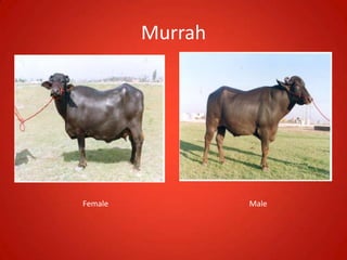 Murrah
Female Male
 
