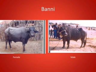 Banni
Female Male
 