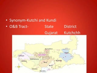 • Synonym-Kutchi and Kundi
• O&B Tract- State District
Gujarat Kutchchh
 