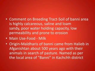 • Comment on Breeding Tract-Soil of banni area
is highly calcareous, saline and loam
sandy, poor water holding capacity, low
permeability and prone to erosion
• Main Use-Food - Milk
• Origin-Maldharis of banni came from Halieb in
Afganishtan about 500 years ago with their
animals in search of pasture. Named as per
the local area of "Banni" in Kachchh district
 