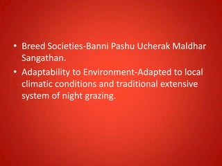 • Breed Societies-Banni Pashu Ucherak Maldhar
Sangathan.
• Adaptability to Environment-Adapted to local
climatic conditions and traditional extensive
system of night grazing.
 