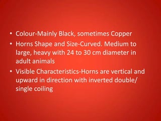 • Colour-Mainly Black, sometimes Copper
• Horns Shape and Size-Curved. Medium to
large, heavy with 24 to 30 cm diameter in
adult animals
• Visible Characteristics-Horns are vertical and
upward in direction with inverted double/
single coiling
 