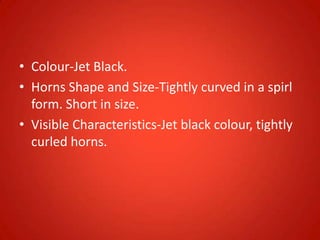 • Colour-Jet Black.
• Horns Shape and Size-Tightly curved in a spirl
form. Short in size.
• Visible Characteristics-Jet black colour, tightly
curled horns.
 