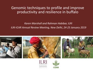 Genomic techniques to profile and improve
productivity and resilience in buffalo
Karen Marshall and Rahman Habibar, ILRI
ILRI-ICAR Annual Review Meeting, New Delhi, 24-25 January 2019
 