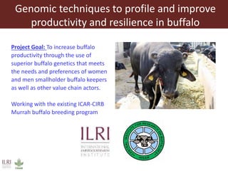 Genomic techniques to profile and improve productivity and resilience in buffalo 