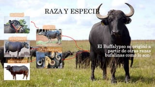 RAZA Y ESPECIE
El Buffalypso se originó a
partir de otras razas
bufalinas como lo son:
 
