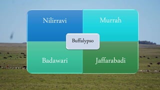 Nilirravi Murrah
Badawari Jaffarabadi
Buffalypso
 