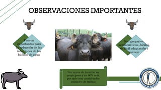 Fueron
importantes para
la reducción de las
infecciones de los
búfalos de agua
Son capaz de levantar su
propio peso y un 80% más,
por ende son considerados
animales de trabajo
Son gregarios,
semiacuáticos, dóciles,
de fácil adaptación y
manejo
 