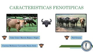 CARACTERISTICAS FENOTIPICAS
Color Unico: Marrón Rojizo o Negro
Cuernos Medianos Curveados Hacia Atrás
Piel Gruesa
 