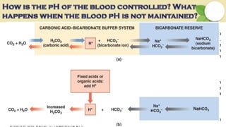 H2CO3⇌ H++HCO3
–
The pH of blood is controlled by a bicarbonate (H2CO3/HCO3
–) buffer system. When the pH gets too
high (high OH concentration), the OH– reacts with carbonic acid (H2CO3) to form HCO3
–) and H2O.
When the pH gets too low (high H+ concentration), the H+ reacts with HCO3
– to form H2CO3. Because
H2CO3 is a weak acid, the H+ stays associated with the H2CO3. Since pH is an important factor in
many physiological processes, a change in the blood pH is a potentially life threatening condition
requiring immediate regulation.
The pH of blood:
The HCO3
-/H2CO3 buffer system is present in blood in greatest concentration and is very important in
maintaining the pH of blood within normal limit. The concentration of HCO3
- and H2CO3 in blood are
0.02M and 0.00125M respectively and hence the [HCO3
-]/[H2CO3] ratio is 20/1. In blood, the pKa
value for first ionization stage at body temperature is 6.1.
pH = pKa + Log [salt]/[Acid]
= 6.1+ Log20/1= 6.1+1.2=7.4
The phosphoric and protein buffers of plasma are of relatively little important as compared with
bicarbonate buffer in regulating pH.
 