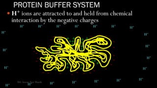 PROTEIN BUFFER SYSTEM
 H+ ions are attracted to and held from chemical
interaction by the negative charges
-
-
-
- - - -
-
-
-
-
-
----------
---
-
-
-
-
- - - -
+
+++
+
+
+
+
++
+
+
+
++ +
+
+
+
+
+
+
+ +
+
H+
H+
H+
H+ H+ H+ H+ H+ H+ H+
H+
H+
H+
H+
H+H+H+H+H+H+H+
Md. Imran Nur Manik
 