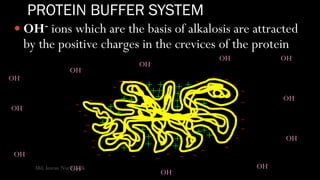PROTEIN BUFFER SYSTEM
 OH- ions which are the basis of alkalosis are attracted
by the positive charges in the crevices of the protein
-
-
-
- - - -
-
-
-
-
-
----------
---
-
-
-
-
- - - -
+
+++
+
+
+
+
++
+
+
+
++ +
+
+
+
+
+
+
+ +
+
OH-
OH-
OH-
OH-
OH-
OH-
OH-
OH-
OH-OH-
OH-
OH-
Md. Imran Nur Manik
 
