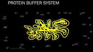 PROTEIN BUFFER SYSTEM
-
-
-
- - - -
-
-
-
-
-
----------
---
-
-
-
-
- - - -
+
+++
+
+
+
+
++
+
+
+
++ +
+
+
+
+
+
+
+ +
+
OH-
OH-
OH-
OH-
OH-
OH-
OH-
OH-
OH-OH-
OH-
OH-
H+
H+
H+
H+ H+ H+ H+ H+ H+ H+
H+
H+
H+
H+
H+H+H+H+H+H+H+
Md. Imran Nur Manik
 