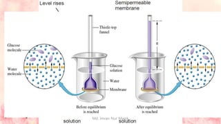 Osmotic Pressure
The flow of the solvent through a semipermeable membrane
from pure solvent to solution or from a dilute solution to
concentrated solution is termed osmosis (Greek Osmos means
“to push”.)
Osmotic pressure may be defined as the external pressure
applied to the solution in order to stop the osmosis of the solvent
into the solution separated by a semipermeable membrane.
A membrane which is permeable to solvent and not to solute is
called semipermeable membrane.
Animal and vegetable membranes are not completely semipermeable. Cupric
ferrocyanide, Cu2Fe(CN)6, membrane deposited in the walls of porous pot is
perfectly a semipermeable membrane.
Md. Imran Nur Manik
 