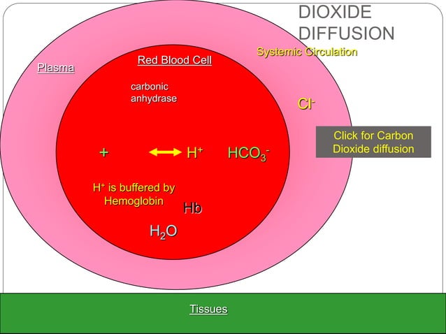 Buffers in the body | PPTX | Lung and Respiratory Health | Diseases and ...