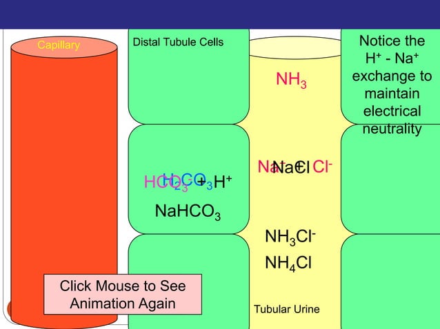 Buffers in the body | PPTX | Lung and Respiratory Health | Diseases and ...
